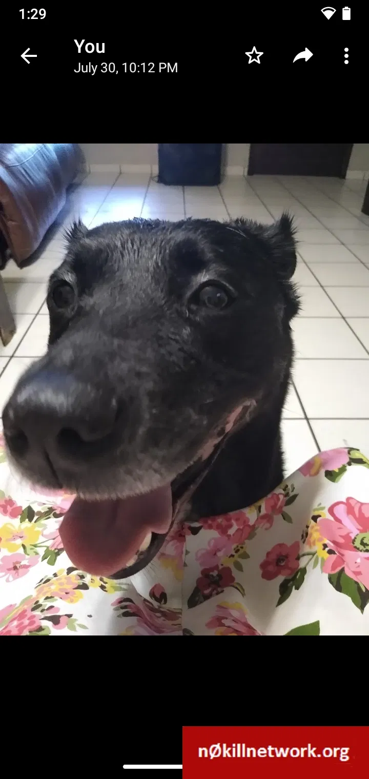 Lost dog in Miami, FL, 33174