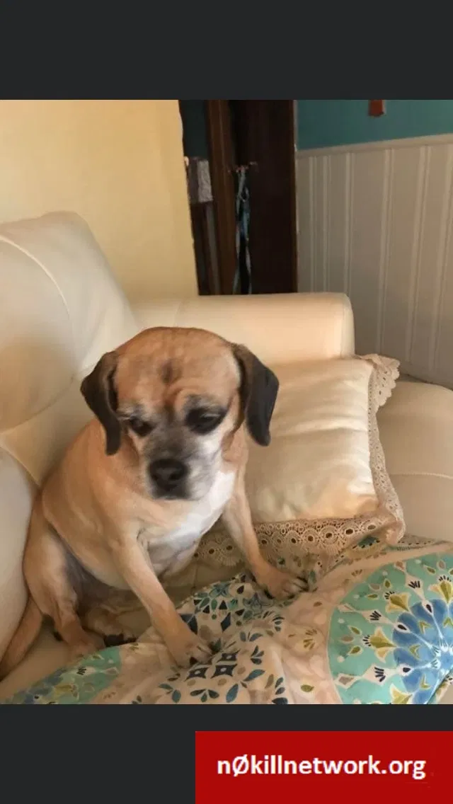 Lost dog in Des Moines, IA, 50315