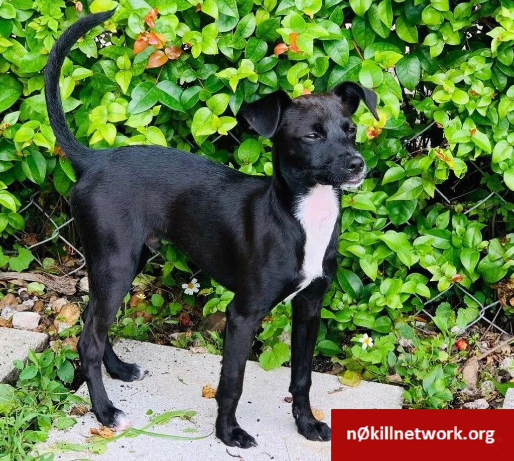 Lost dog in Miami, FL, 33174