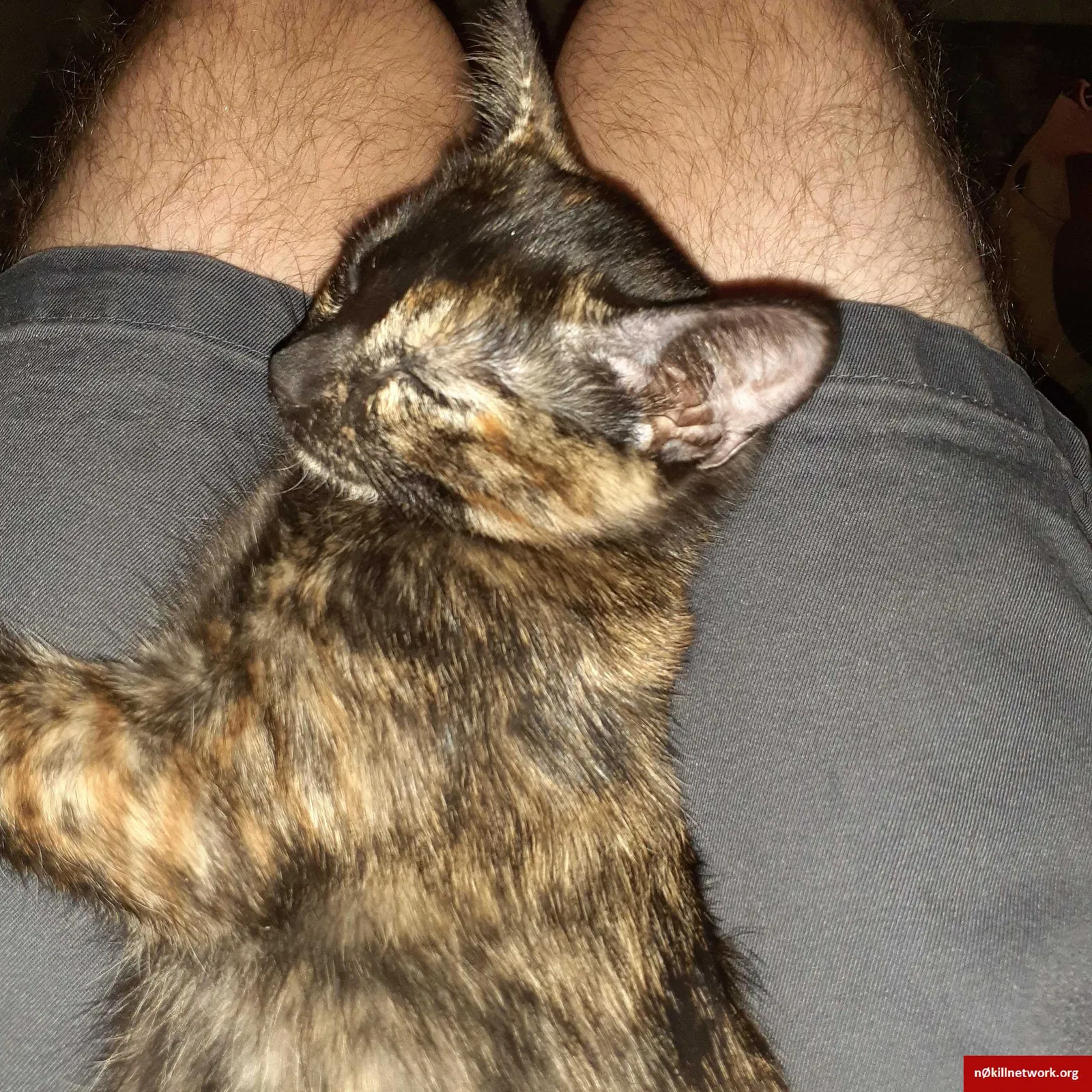 Lost cat in Denver, CO, 80224