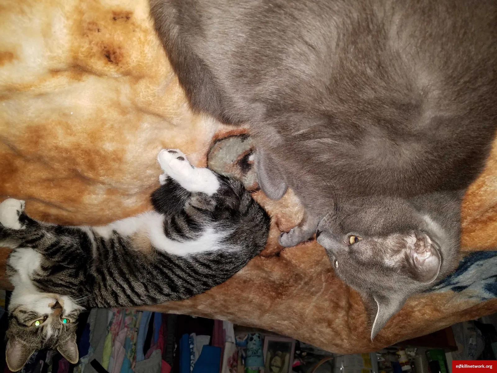 Lost cat in Portsmouth, VA, 23704