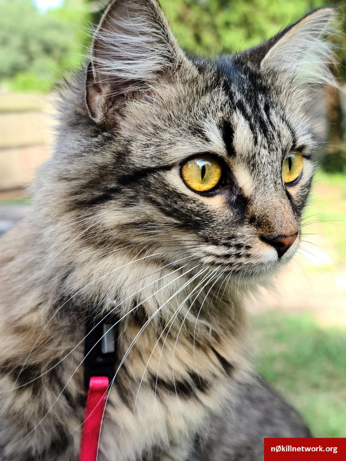 Lost cat in Salem, OR, 97303
