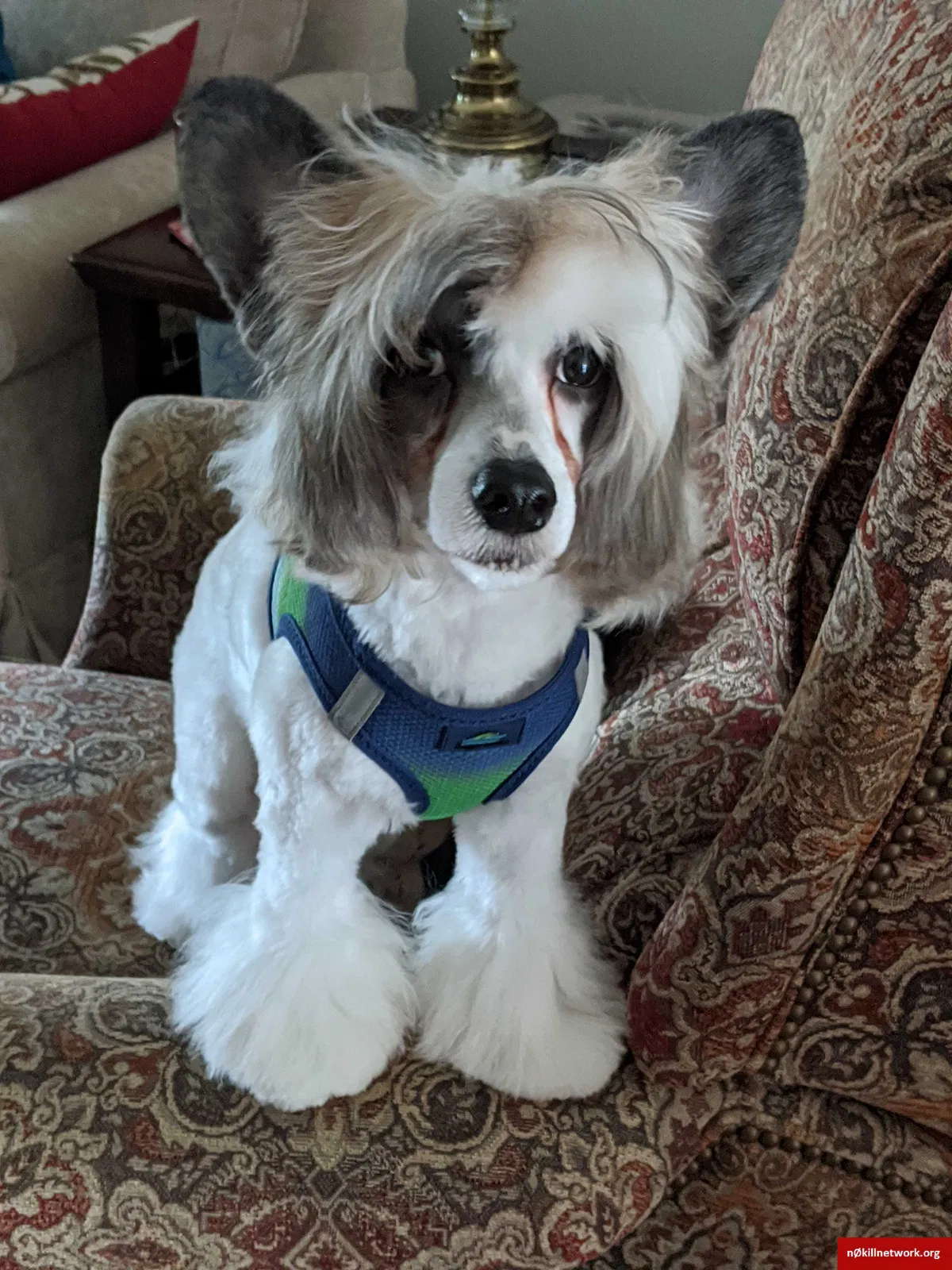 Lost dog in Whitsett, NC, 27377