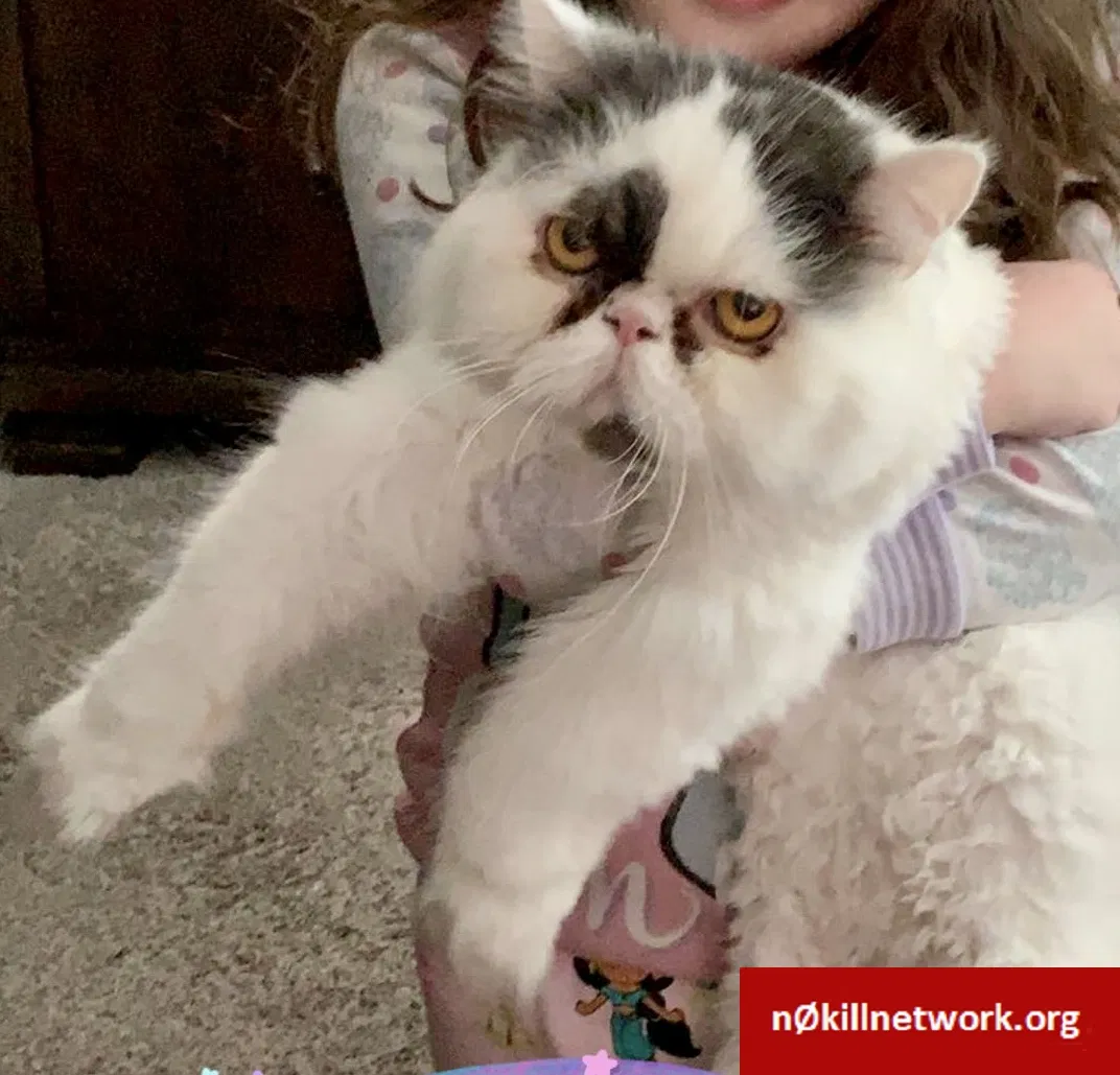 Lost cat in Vail, AZ, 85641