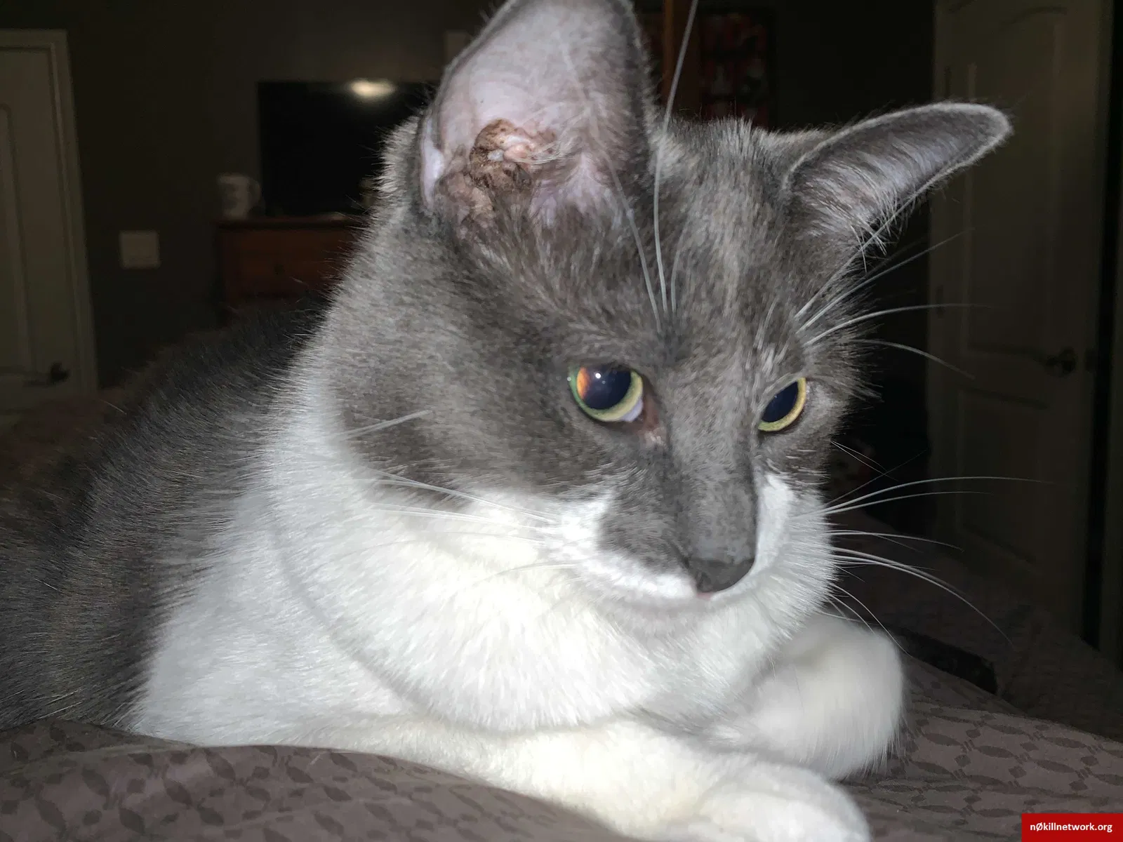 Lost cat in Beaufort, SC, 29902