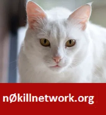 Lost cat in Madison, WI, 53704