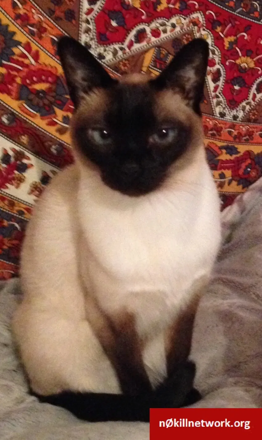 Lost cat in Glen Allen, VA, 23060