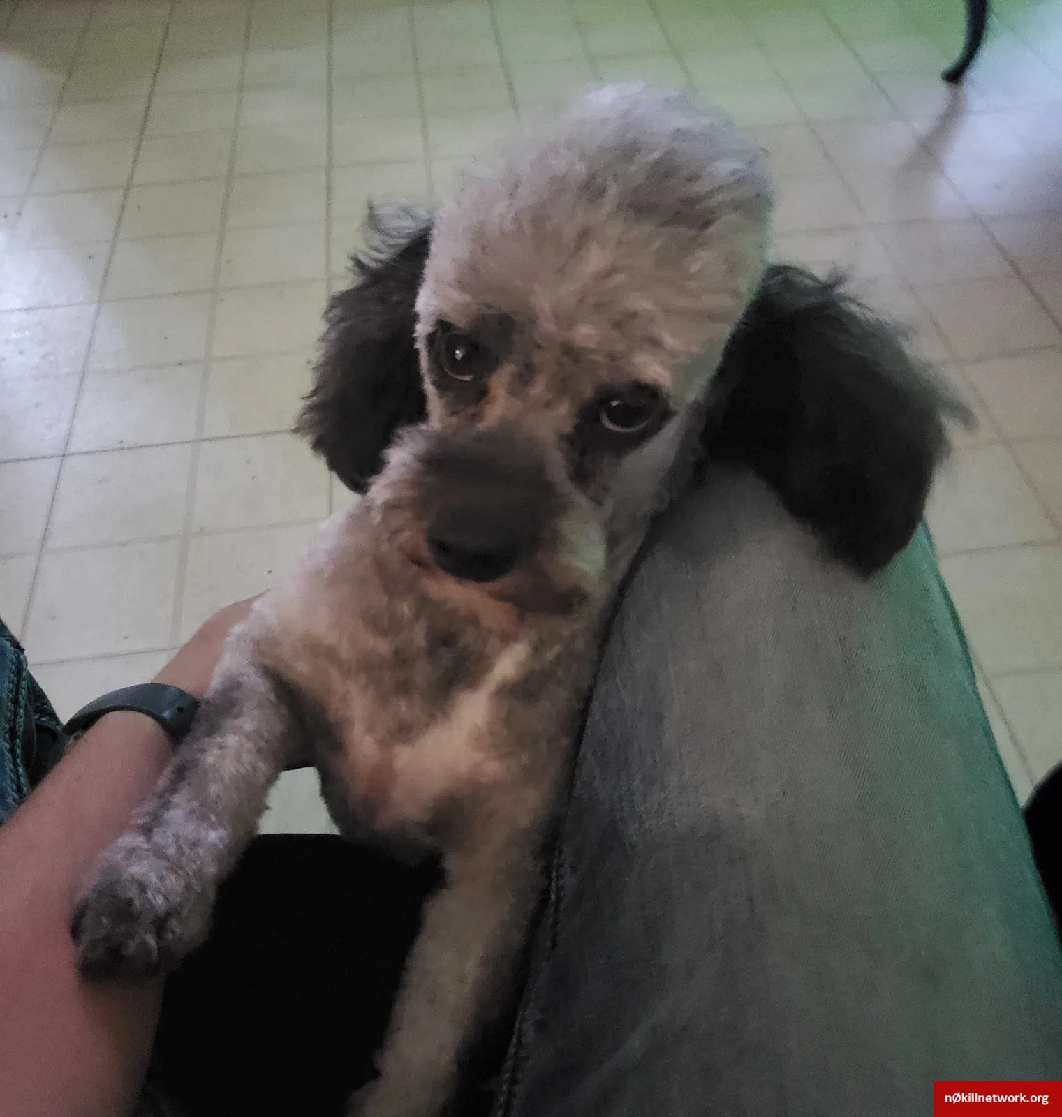 Lost dog in Denison, TX, 75021