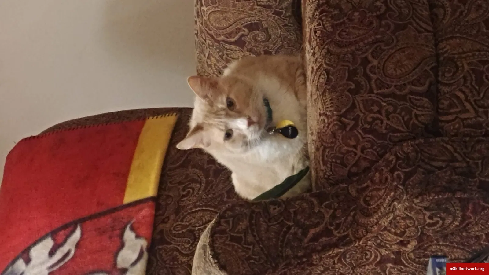 Lost cat in Idaho Falls, ID, 83402