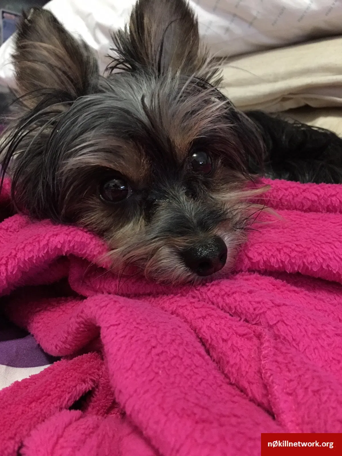 Lost dog in Jacksonville, FL, 32244