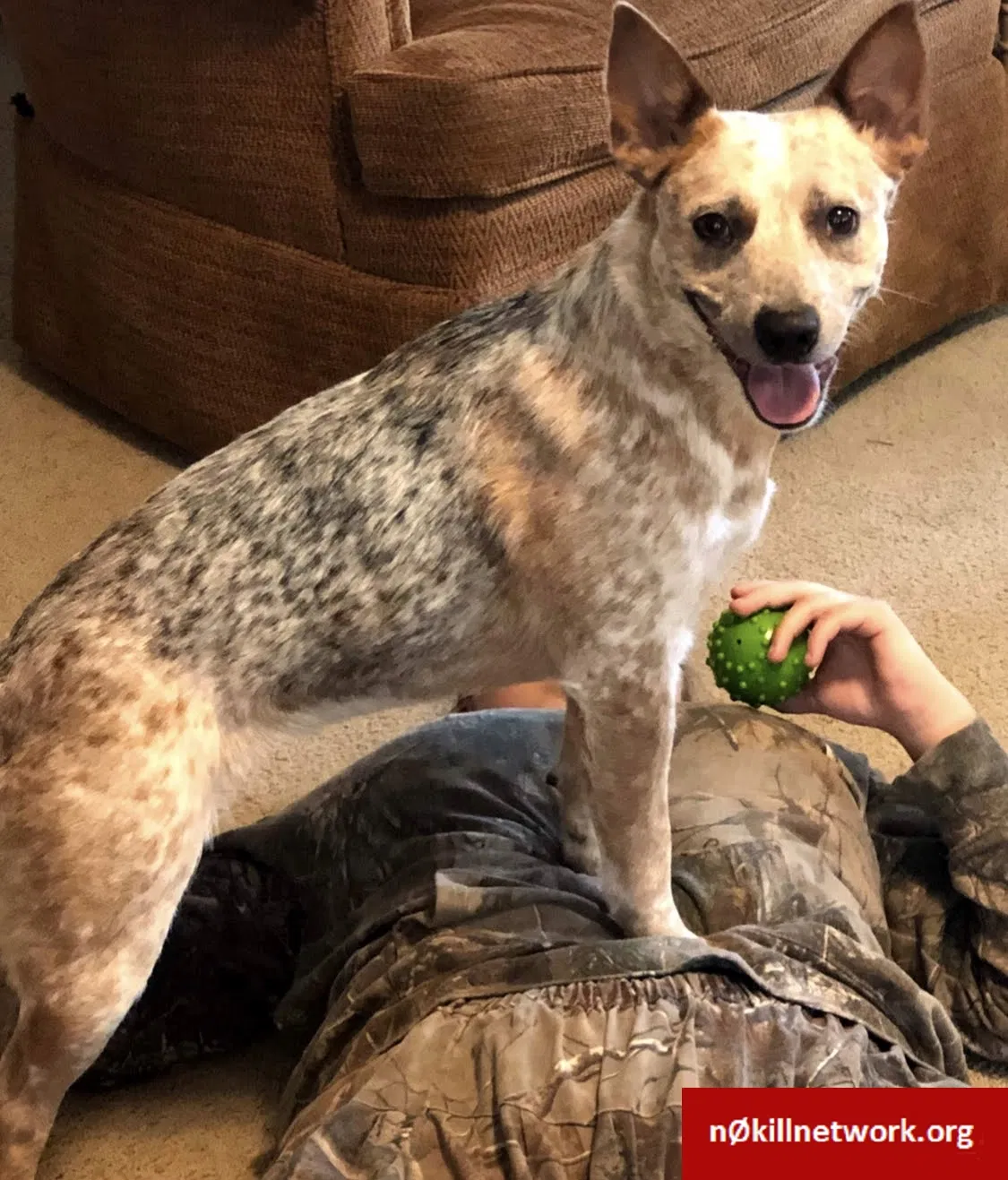 Lost dog in Athol, ID, 83801