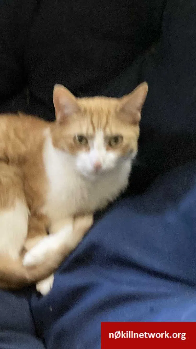 Lost cat in Rockford, IL, 61107
