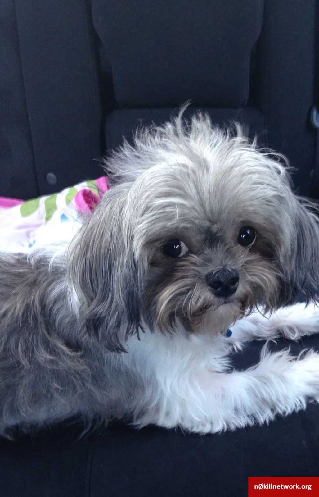 Lost dog in Tucker, GA, 30084