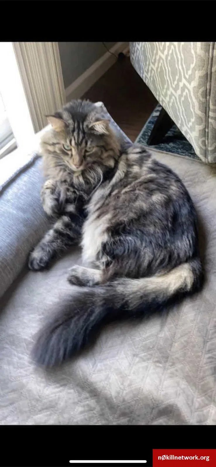 Lost cat in Delaware, OH, 43015