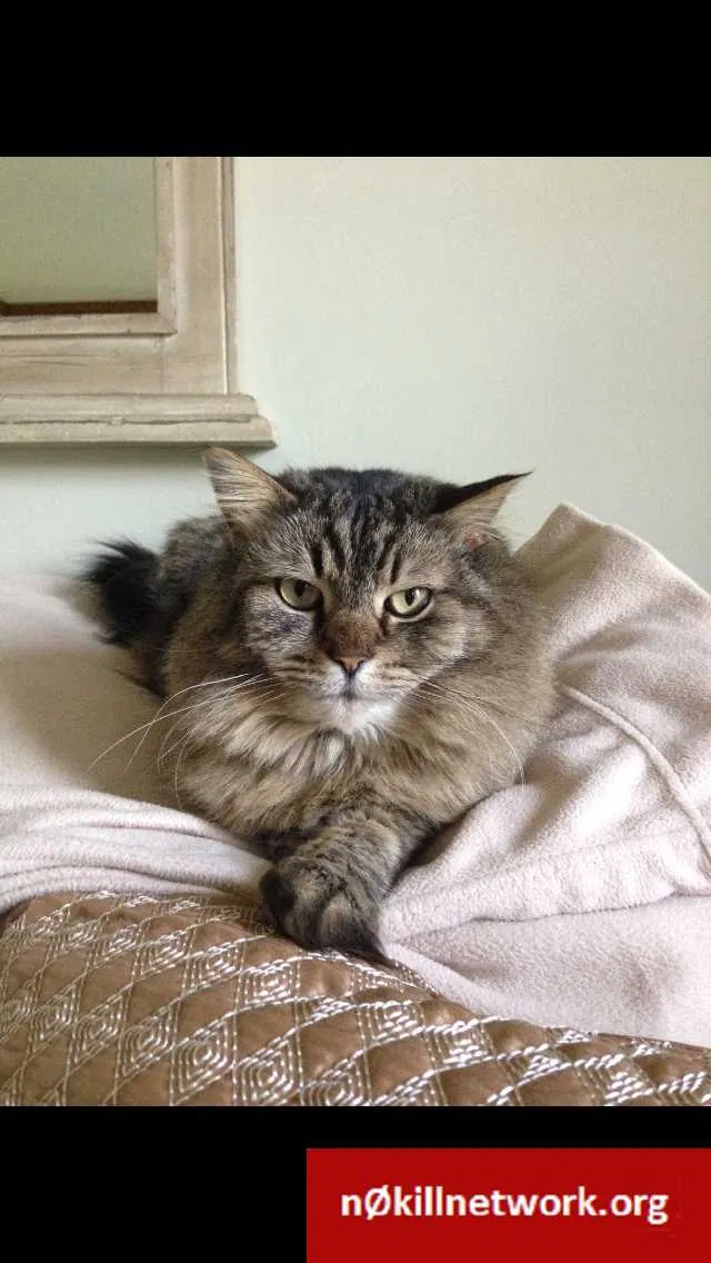 Lost cat in Cortland, OH, 44410
