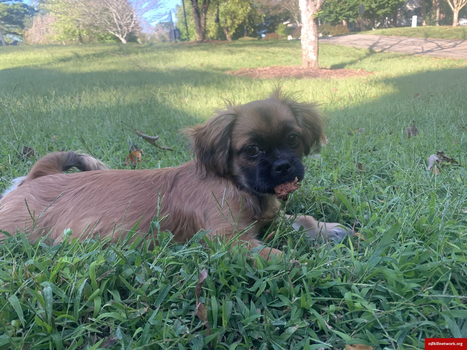 Lost dog in Alpharetta, GA, 30022
