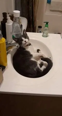 Lost cat in Santa Fe, NM, 87507