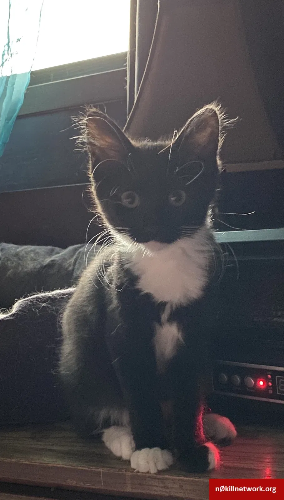 Lost cat in Hays, KS, 67601