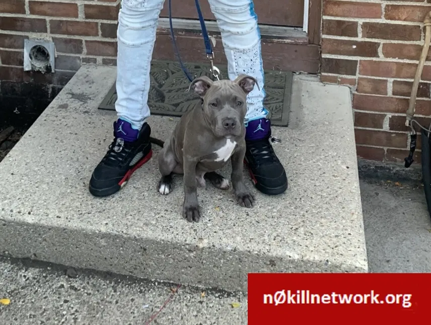 Lost dog in Columbus, OH, 43232