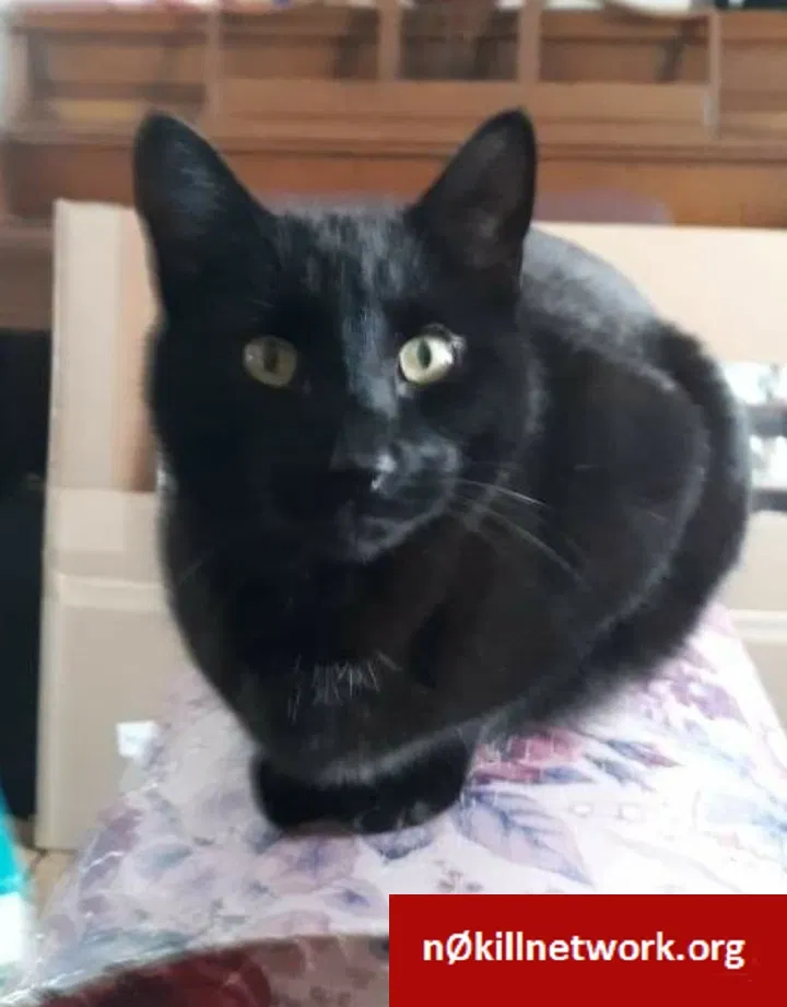 Lost cat in Denver, CO, 80239