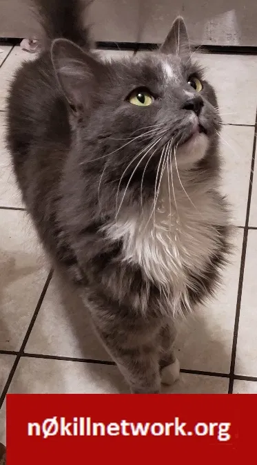 Lost cat in Canonsburg, PA, 15317