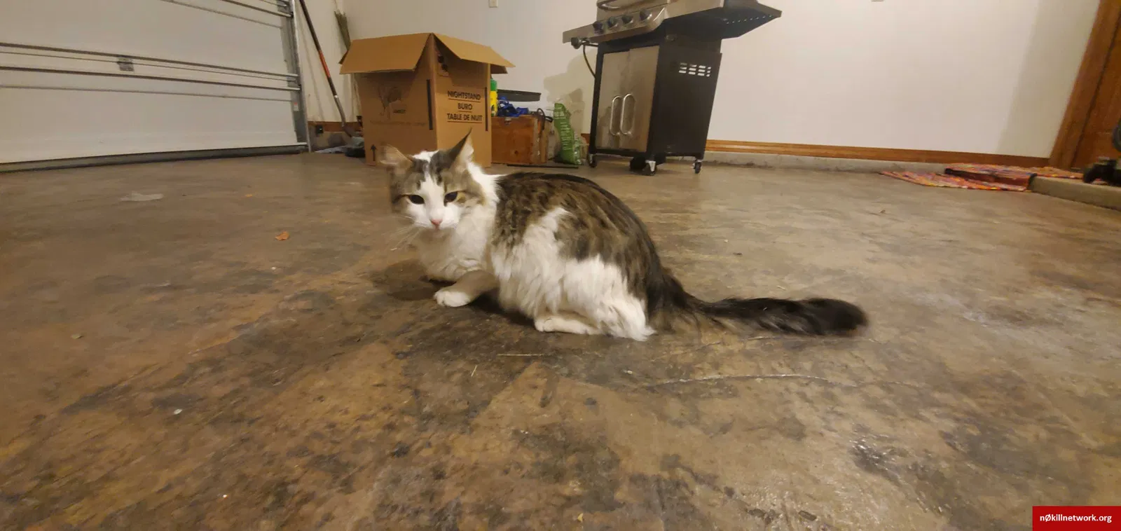 Found cat in Clovis, NM, 88101