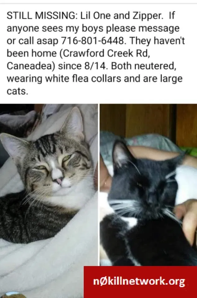 Lost cat in Caneadea, NY, 14717