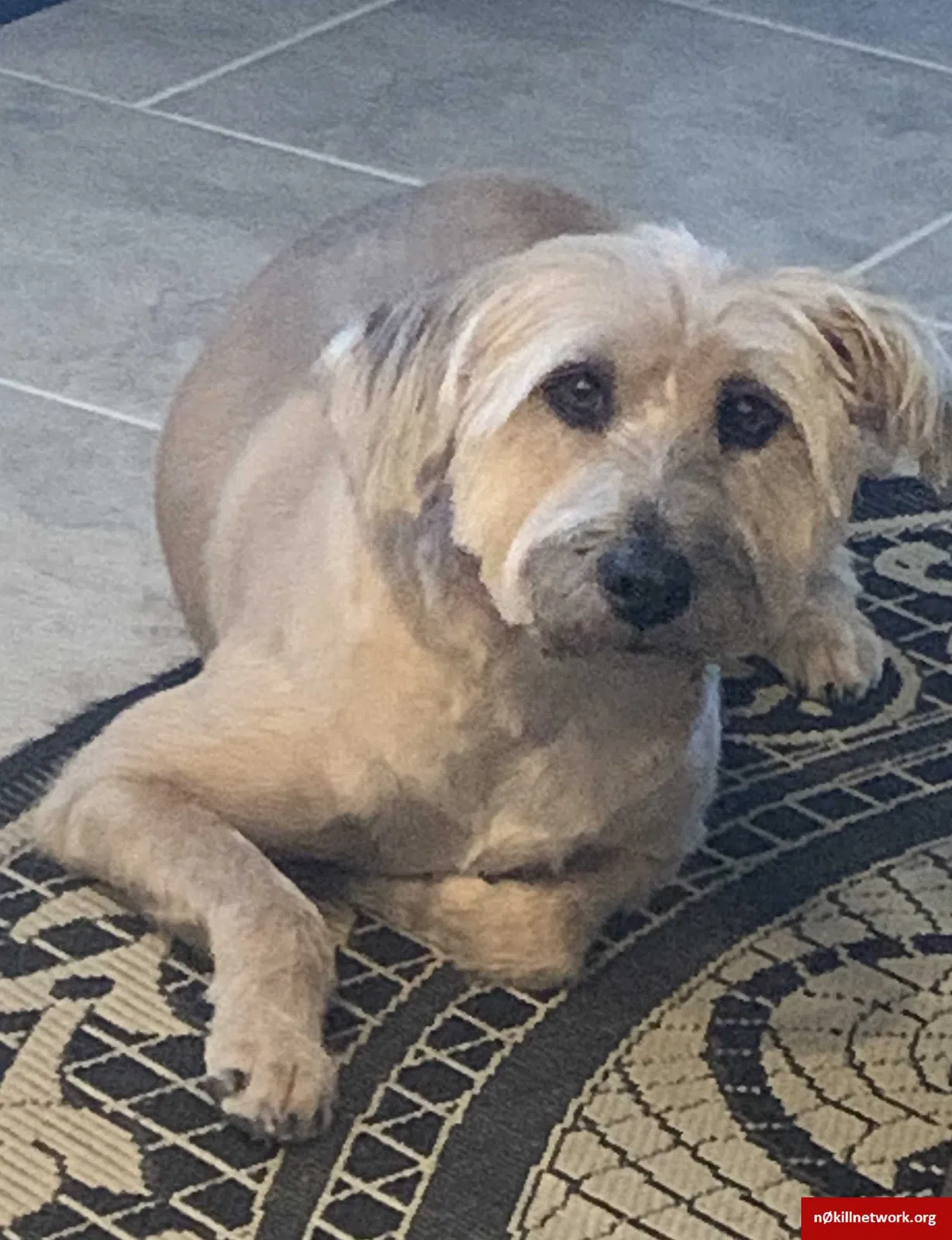 Lost dog in Round Rock, TX, 78664