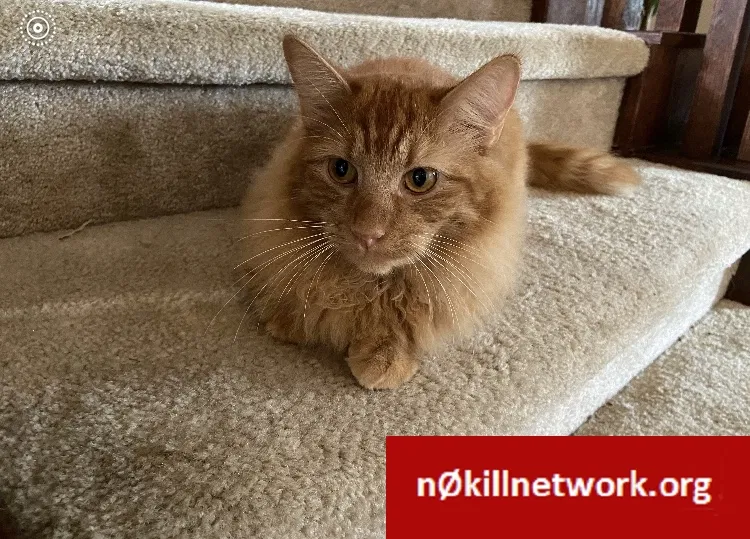Lost cat in Katy, TX, 77494
