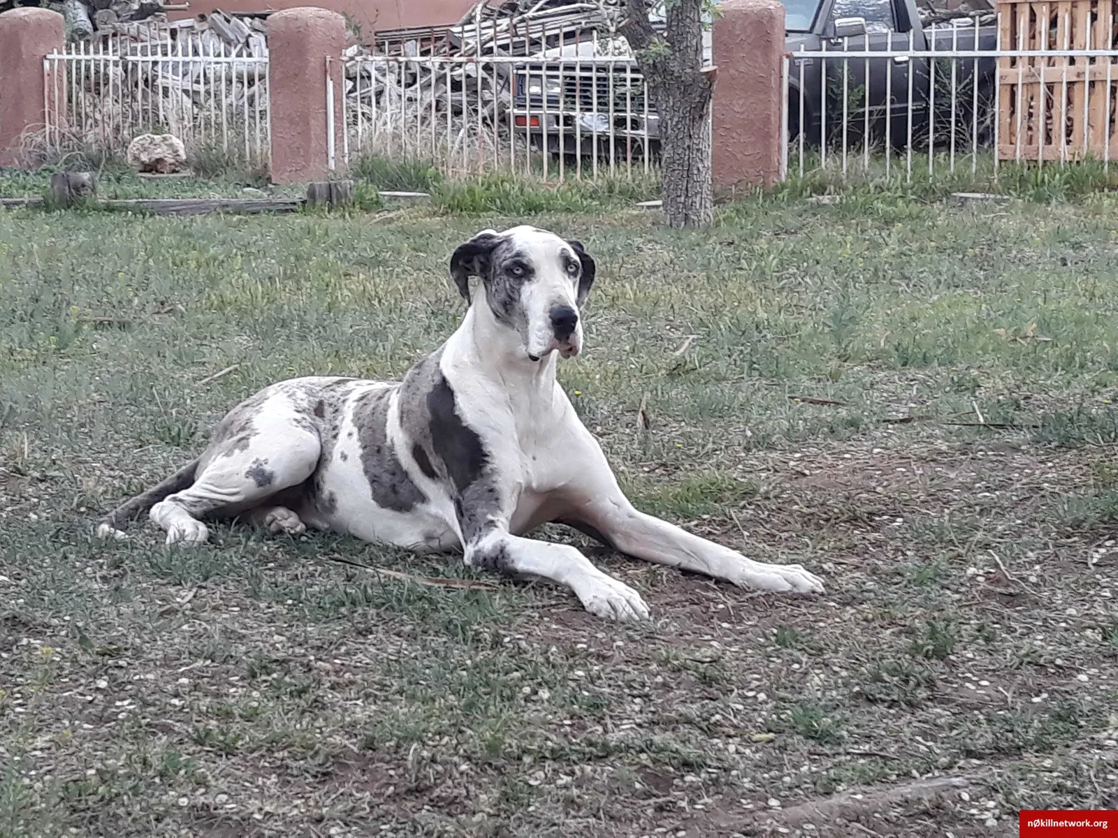 Lost dog in Albuquerque, NM, 87105