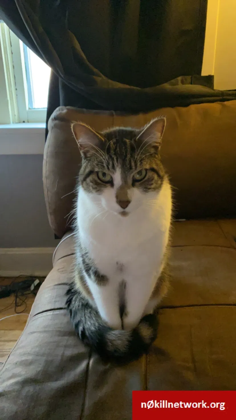 Lost cat in Saint Louis, MO, 63109