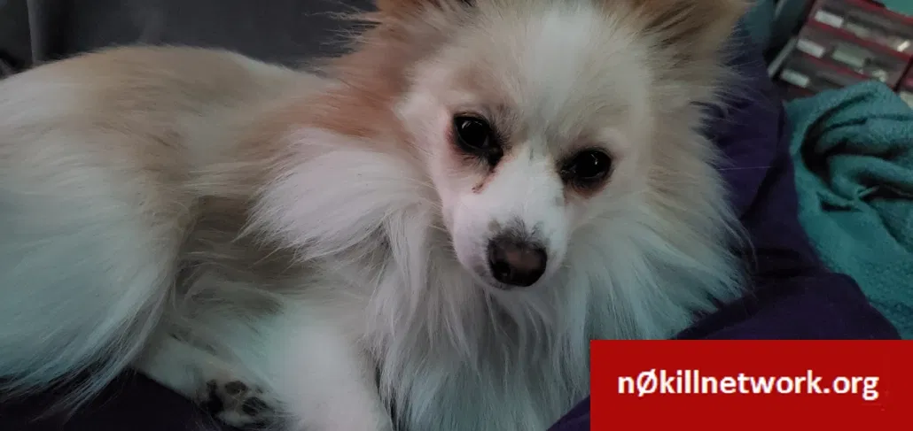 Lost dog in Indianapolis, IN, 46235