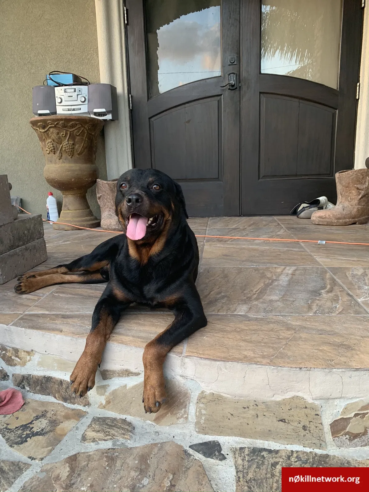 Lost dog in Corpus Christi, TX, 78415