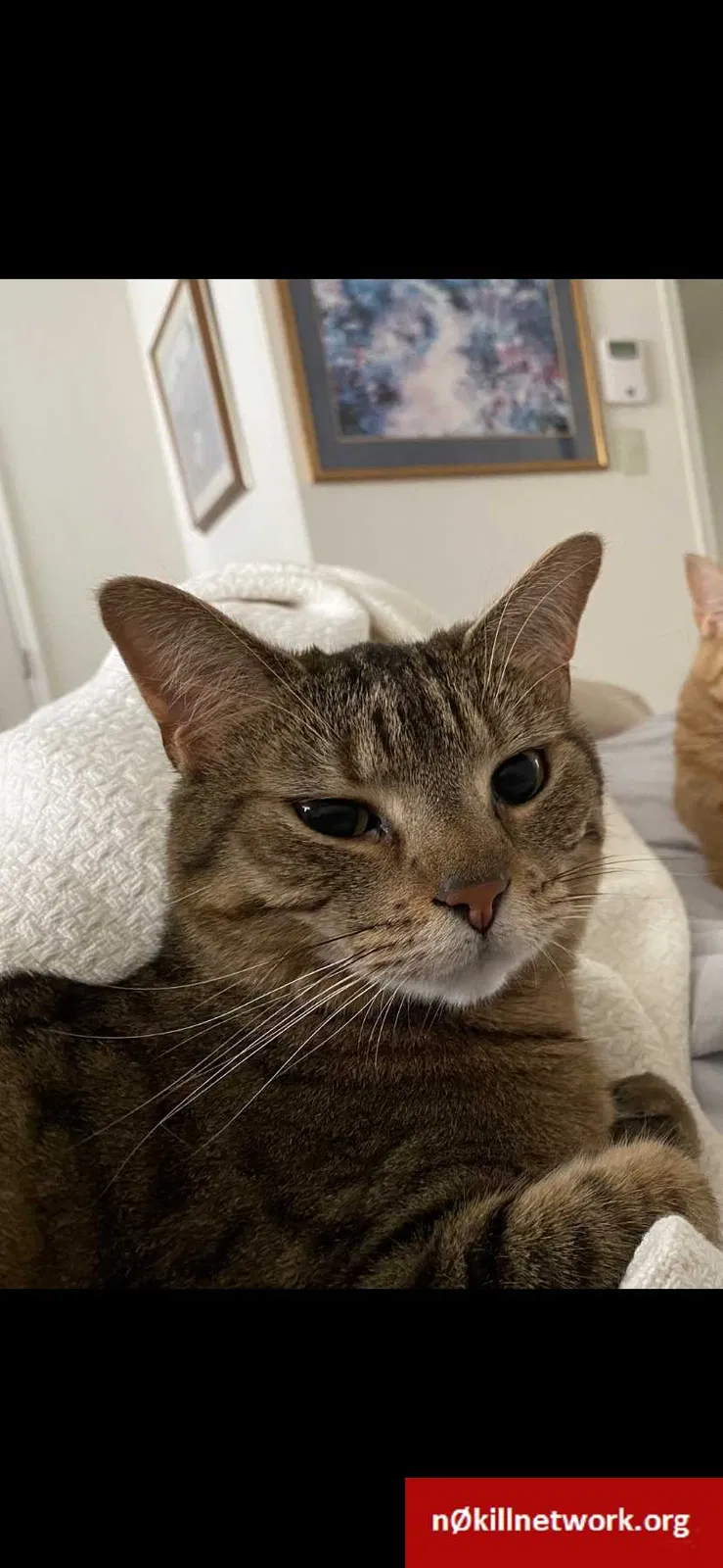 Lost cat in Royersford, PA, 19468