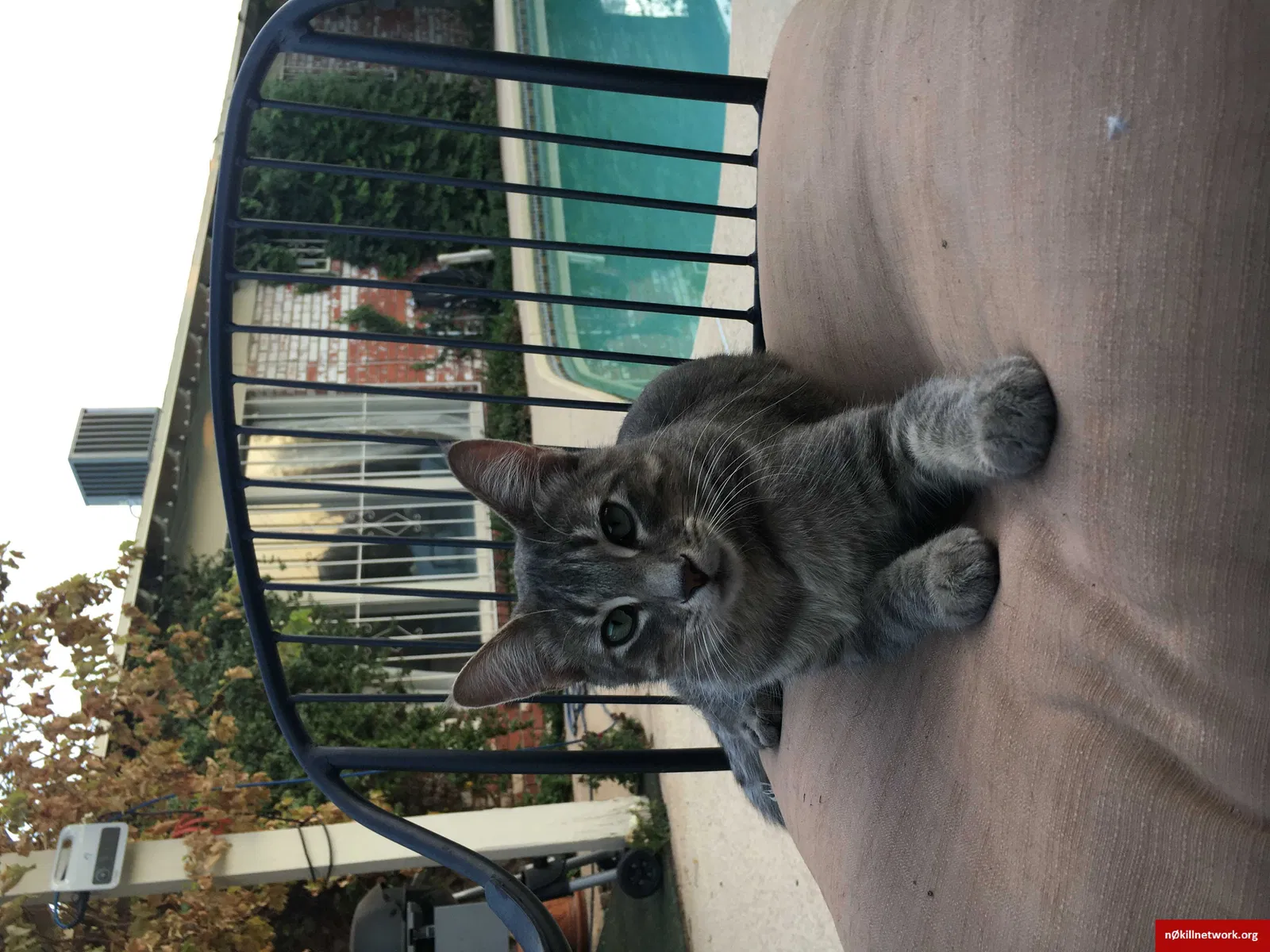 Lost cat in El Paso, TX, 79912