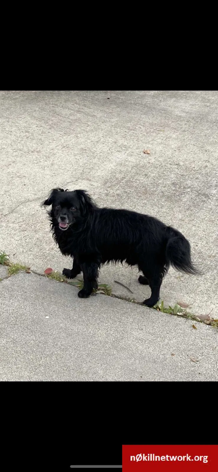 Lost dog in Manteca, CA, 95336