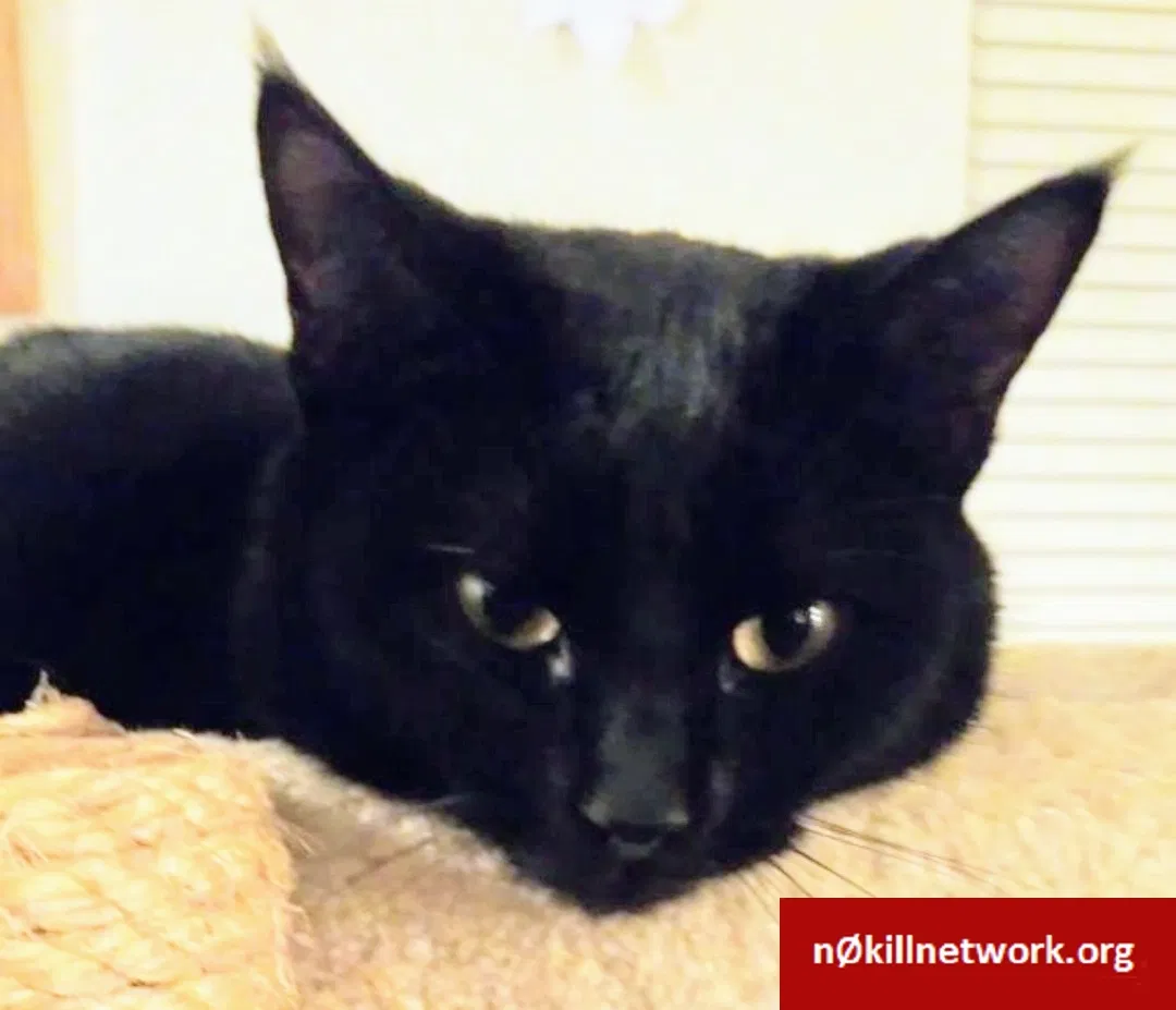 Lost cat in Cornelius, OR, 97113