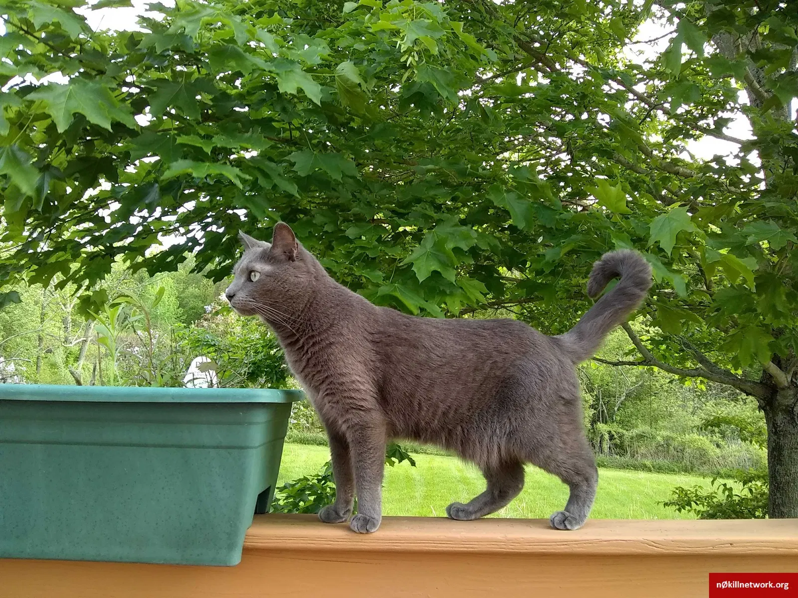 Lost cat in Oxford, MA, 1540