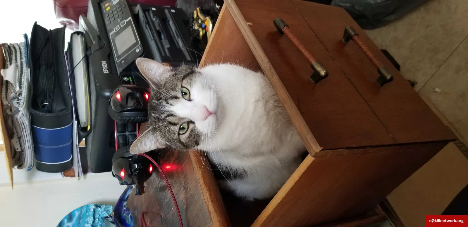 Lost cat in Des Moines, IA, 50320