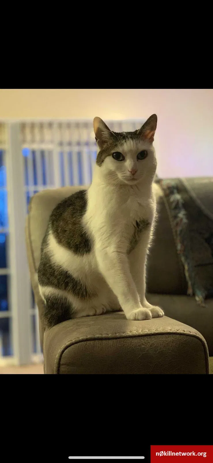 Lost cat in Cameron, NC, 28326