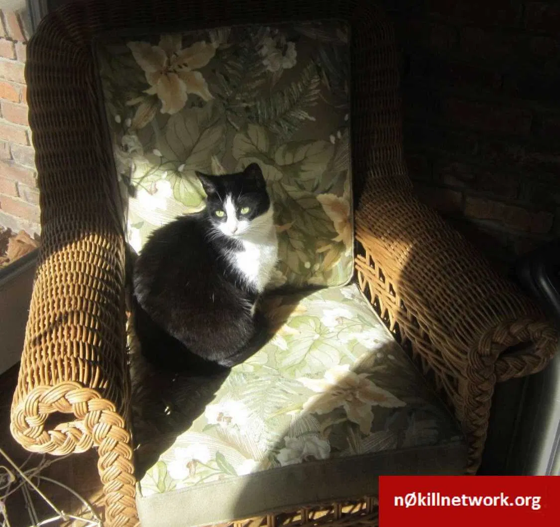 Lost cat in Frankfort, KY, 40601