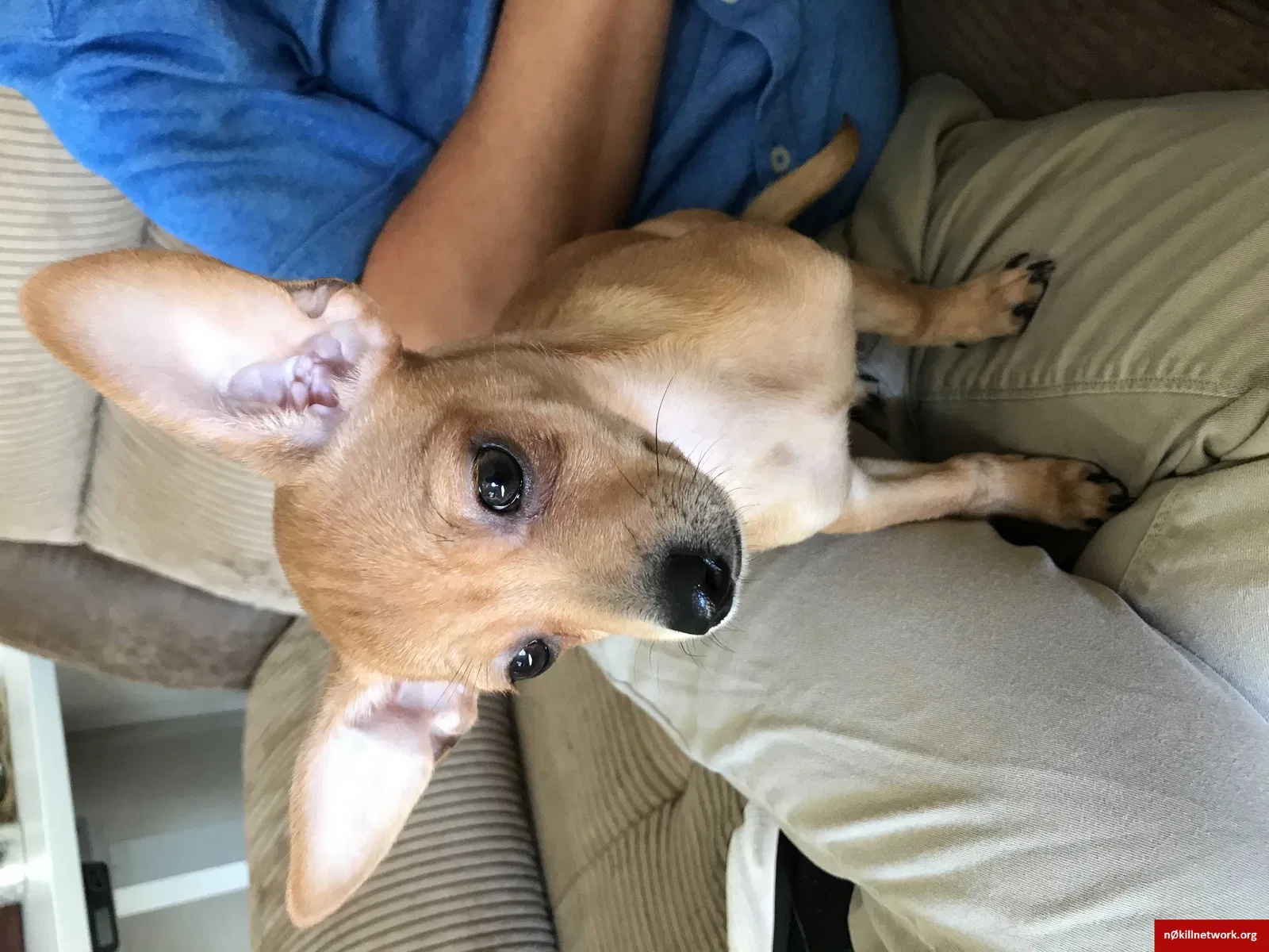 Lost dog in Holland, MI, 49423