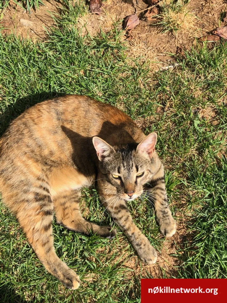 Lost cat in Denver, CO, 80260