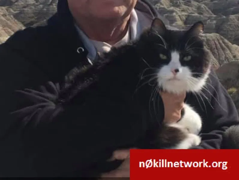Lost cat in Sparta, MI, 49345