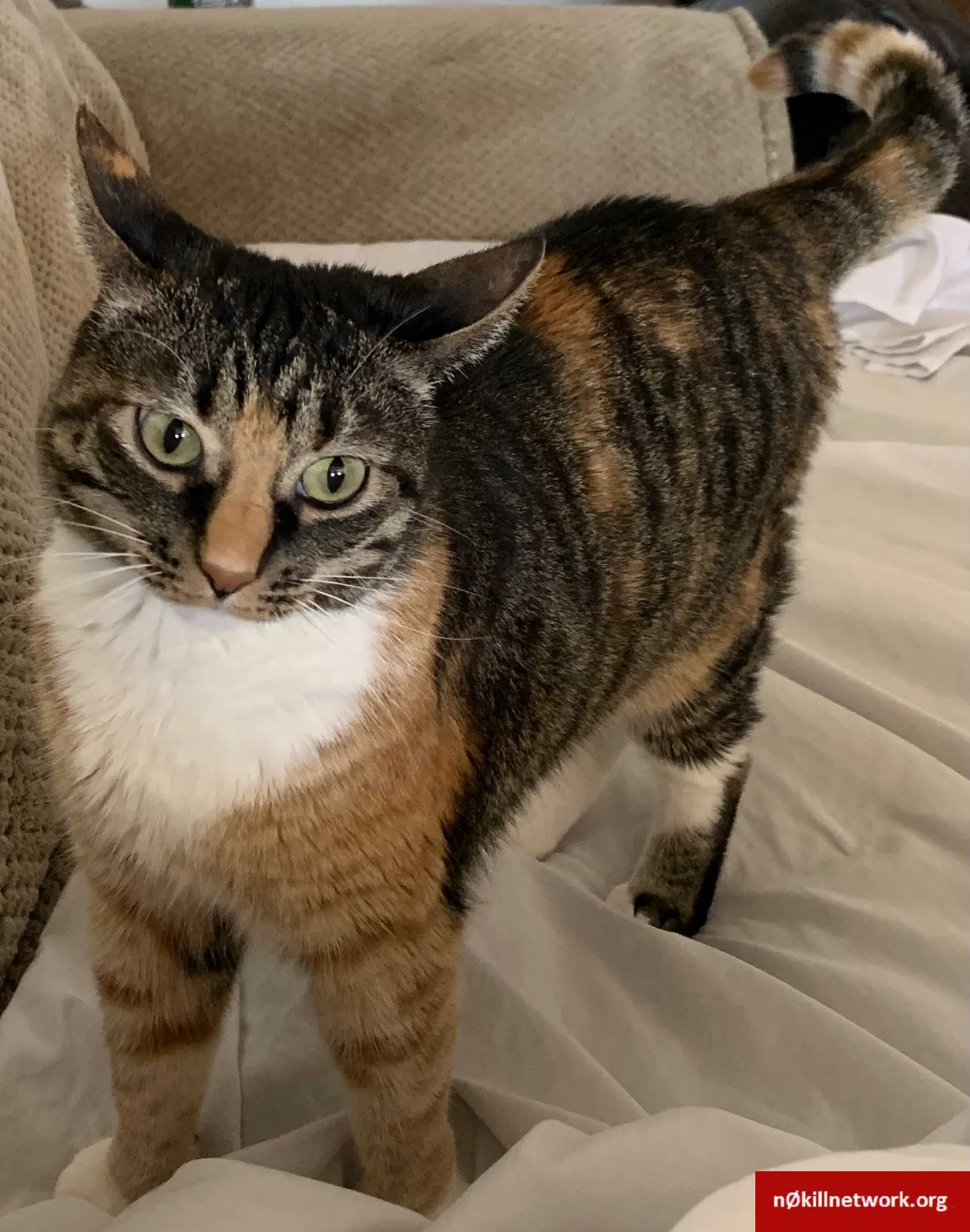 Lost cat in San Tan Valley, AZ, 85143