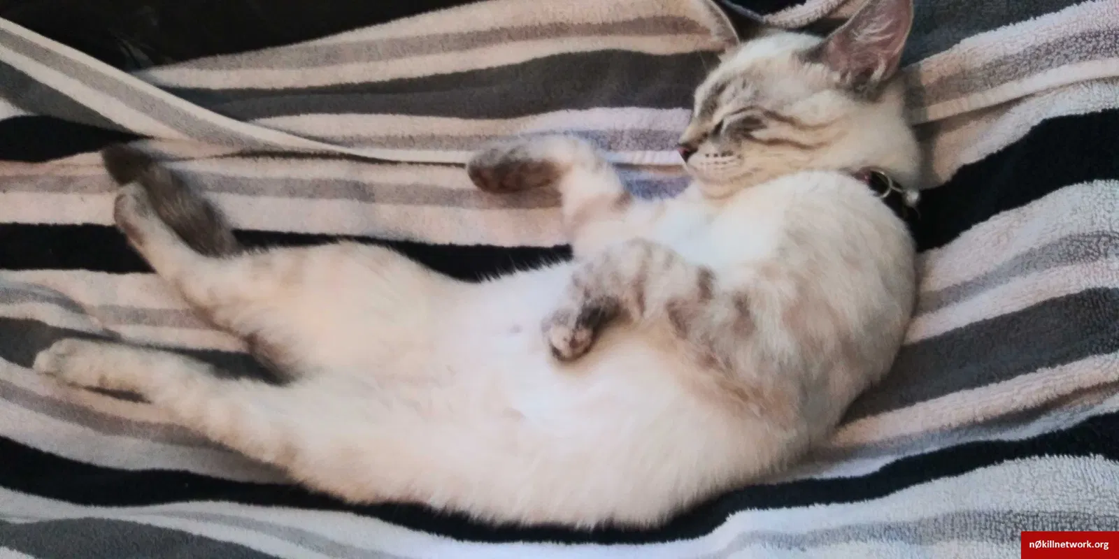 Lost cat in Ozark, MO, 65721