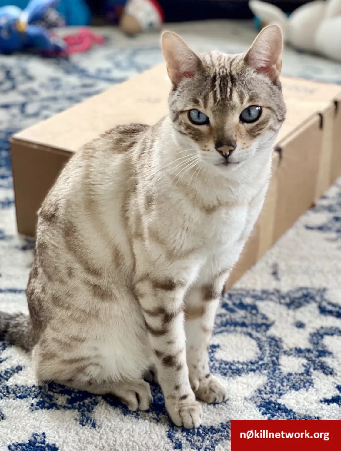 Lost cat in Kirkland, WA, 98033