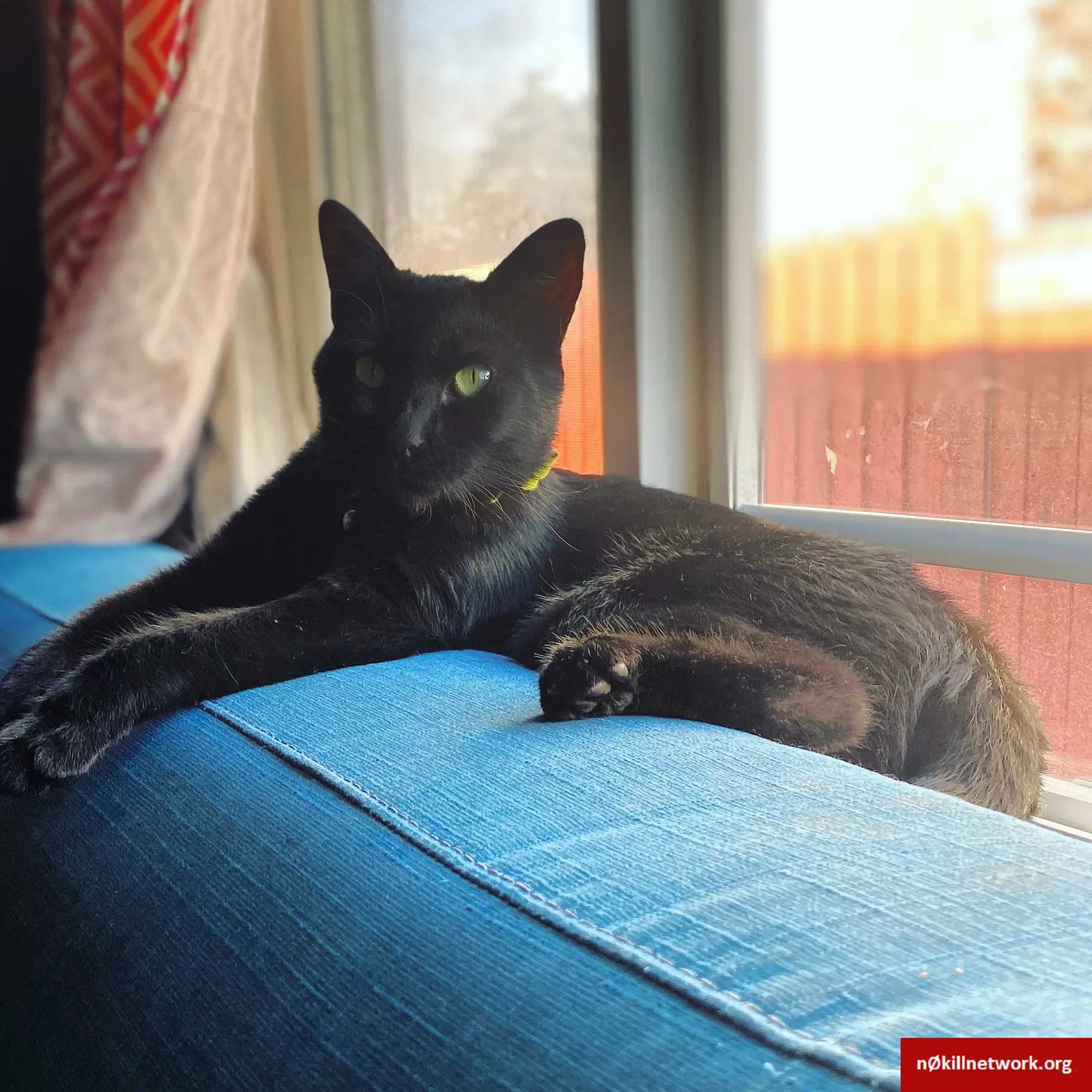Lost cat in Unknown, CA, 94477