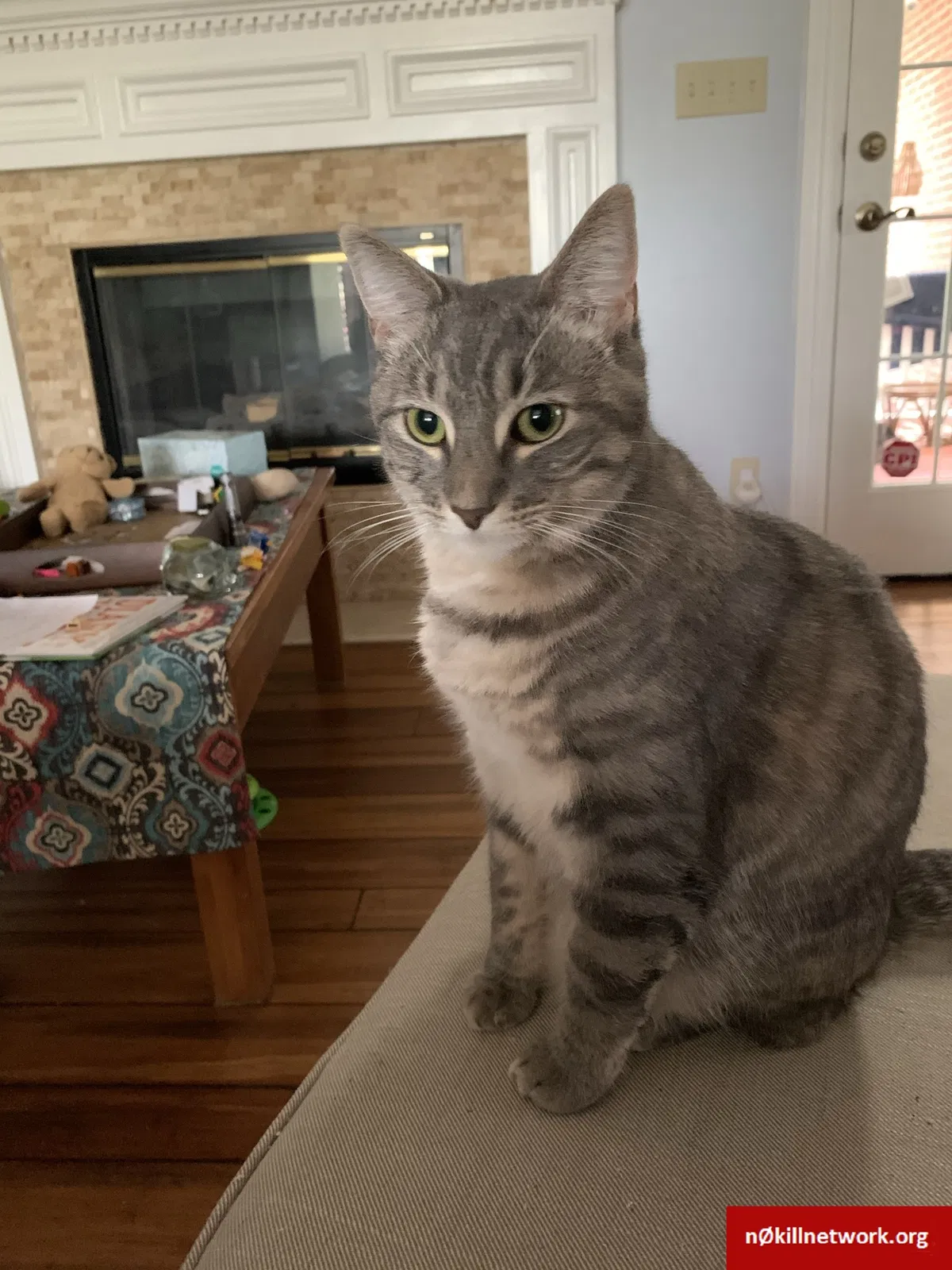 Lost cat in Oak Ridge, TN, 37830