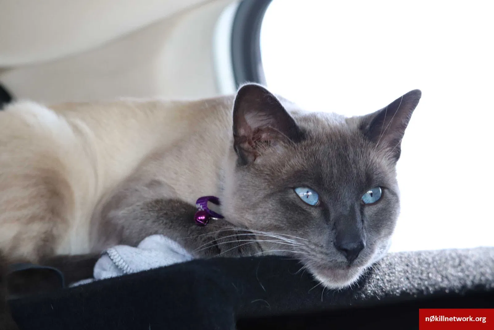Lost cat in Felton, CA, 95018